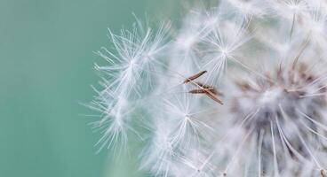 Beauty in nature. Fantasy closeup of dandelion, soft morning sunlight, pastel colors. Peaceful bright blue green blurred lush foliage, dandelion seeds. Macro spring nature, amazing natural flora photo