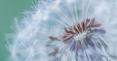 de cerca de diente de león en natural antecedentes. brillante, delicado naturaleza detalles. inspirador naturaleza concepto, suave azul y verde borroso bokeh fondo foto