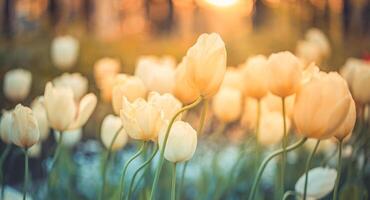 Amazing fresh tulip flowers blooming in tulip field under background of blurry tulip flowers under sunset light. Romantic springtime nature beautiful natural spring scene, texture for design copyspace photo