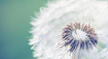 Beauty in nature. Fantasy closeup of dandelion, soft morning sunlight, pastel colors. Peaceful bright blue green blurred lush foliage, dandelion seeds. Macro spring nature, amazing natural flora photo