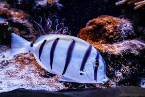 Fish Surgeon Zebra Acanthurus triostegu photo