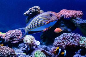 Fish Striped Surgeon Acanthurus lineatus photo