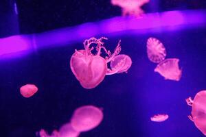 macro of a beautiful jellyfish cassiopea andromeda photo