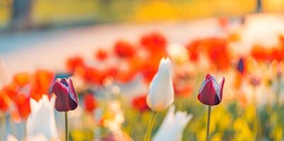 increíble Fresco tulipán flores floreciente en tulipán campo debajo antecedentes de borroso tulipán flores debajo puesta de sol ligero. romántico primavera naturaleza hermosa natural primavera escena, textura para diseño copyspace foto