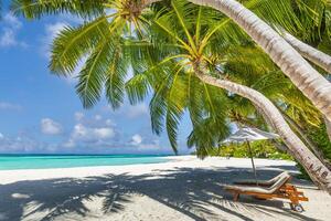 Tropical beach nature as summer landscape with lounge chairs and palm trees and calm sea for beach banner. Luxurious travel landscape, beautiful destination for vacation or holiday. Beach scene photo