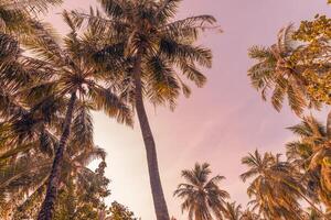 Romantic vibes of tropical palm tree with sun light on sky background. Outdoor sunset exotic foliage, closeup nature landscape. Coconut palm trees and shining sun over bright sky. Summer spring nature photo