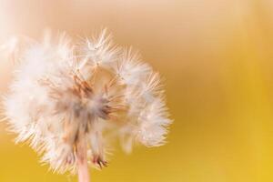 Green summer meadow with dandelions at sunset. Nature background. Abstract dandelion flower background. Floral macro closeup. Vintage style fantasy dreamy blurred natural beautiful field background photo