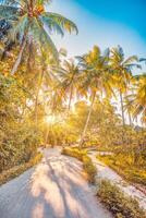 Romantic vibes of tropical palm trees sun rays forest pathway. Outdoor sunset exotic foliage, closeup nature landscape. Coconut palm trees and shining sun beams over bright sky. Summer spring nature photo