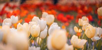 Amazing fresh tulip flowers blooming in tulip field under background of blurry tulip flowers under sunset light. Romantic springtime nature beautiful natural spring scene, texture for design copyspace photo