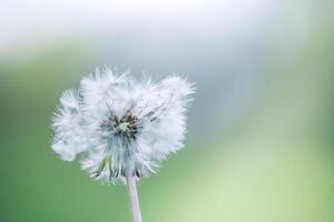 Closeup of dandelion on natural background. Bright, delicate nature details. Inspirational nature concept, soft blue and green blurred bokeh backgorund photo