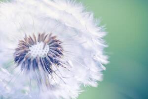 Closeup of dandelion on natural background. Bright, delicate nature details. Inspirational nature concept, soft blue and green blurred bokeh backgorund photo