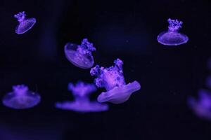 macro shooting under water mediterranean jellyfish photo