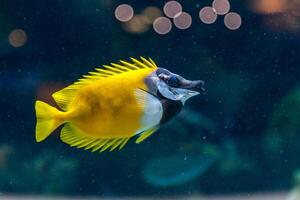 Fish Siganus vulpinus photo