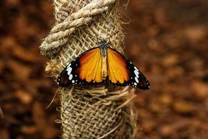 macro beautiful butterfly Danaus chrysippus photo