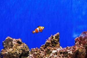 Underwater shot of fish Amphiprion ocellaris photo