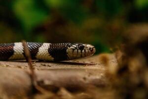 snake lampropeltis getula californiae photo