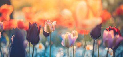 Amazing fresh tulip flowers blooming in tulip field under background of blurry tulip flowers under sunset light. Romantic springtime nature beautiful natural spring scene, texture for design copyspace photo