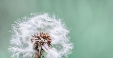 Closeup of dandelion on natural background. Bright, delicate nature details. Inspirational nature concept, soft blue and green blurred bokeh backgorund photo
