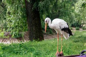 beautiful stork stands on a fence photo