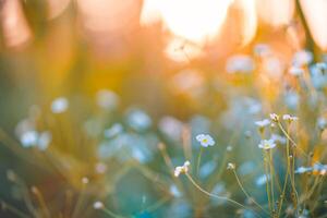 Dream fantasy soft focus sunset field landscape of white flowers and grass meadow warm golden hour sunset sunrise time bokeh. Tranquil spring summer nature closeup. Abstract blurred forest background photo