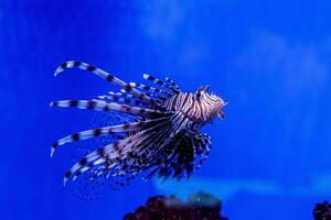 Fish Lionfish - Zebra, Pterois volitans photo
