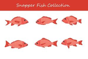 snapper fish collection. snapper fish in different poses. vector