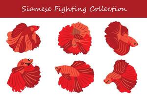 siamese fighting collection. siamese fighting in different poses. vector