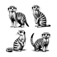 set of meerkat animal illustration. black and white hand drawn meerkat illustration isolated white background vector