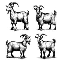 set of goats animal illustration. black and white hand drawn goat illustration isolated white background vector