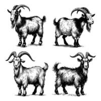set of goats animal illustration. black and white hand drawn goat illustration isolated white background vector