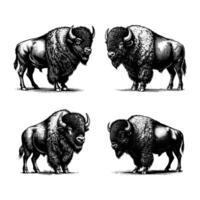 set of bison illustration. black and white hand drawn bison illustration isolated white background vector