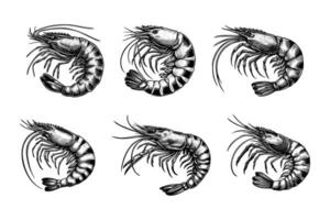 set of shrimp illustration. hand drawn black and white shrimp line art illustration, isolated white background vector