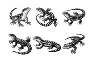 conjunto de lagartos ilustración. mano dibujado negro y blanco lagartija línea Arte ilustración. aislado blanco antecedentes vector