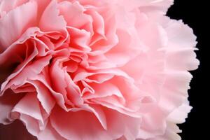 Abstract background with aster flower closeup. photo