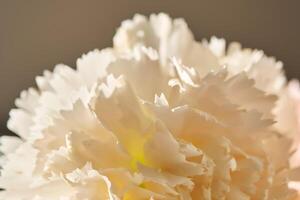 Abstract background with aster flower closeup. photo