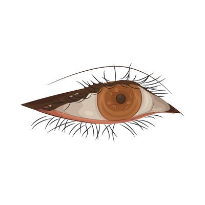 Illustration of beautiful eye