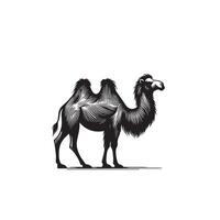 Camel silhouette on white background. Camel illustration, camel logo. vector