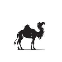 Camel silhouette on white background. Camel illustration, camel logo. vector