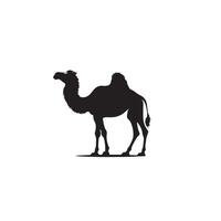 Camel silhouette on white background. Camel illustration, camel logo. vector