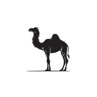 Camel silhouette on white background. Camel illustration, camel logo. vector