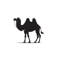 Camel silhouette on white background. Camel illustration, camel logo. vector