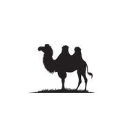 Camel silhouette on white background. Camel illustration, camel logo. vector