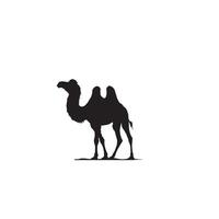 Camel silhouette on white background. Camel illustration, camel logo. vector