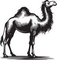 Sketch of walking camel vector