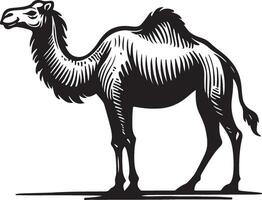 Sketch of walking camel vector