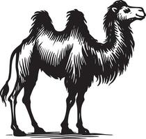 Sketch of walking camel vector