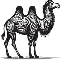 Sketch of walking camel vector