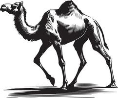 Sketch of walking camel vector