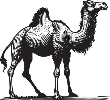 Sketch of walking camel vector