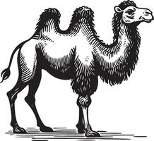 Sketch of walking camel vector